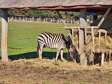 Souostroví Brijuni - malá zoologická zahrada na ostrově Veliki Brijun 